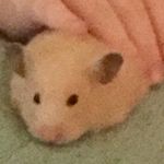 Profile Picture of Lucy Beauchamp (@lucy_giggles) on Instagram
