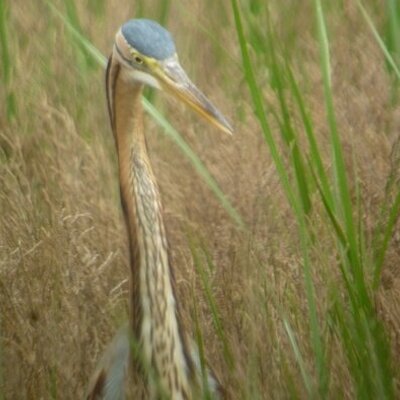 Profile Picture of Dave Cleal (@Burnhambirder1) on Twitter