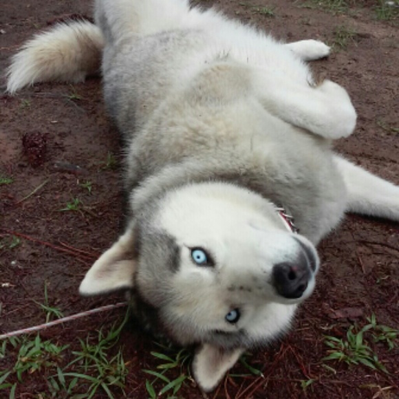 Profile Picture of Mark Beard (@markbeard94) on Poshmark