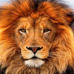 Profile Picture of Conor Murphy /  מ. אריאל (@thou_lion) on Instagram