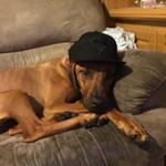 Profile Picture of jesse Sellings (@spikesjacob) on Instagram