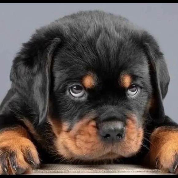 Profile Picture of Chris Palwick (@hoss_style) on Poshmark