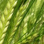 Profile Picture of Franz Hiebert (@franz.hiebert.2025) on Facebook