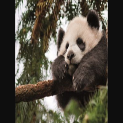 Profile Picture of Nicholas Healey (@pandazzz989) on Tiktok