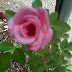 Profile Picture of Lupe Oropeza (@lupeoropeza94) on Instagram