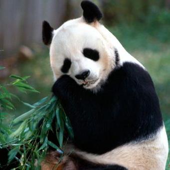 Profile Picture of Raye Robertson (@Raye1225) on Twitter