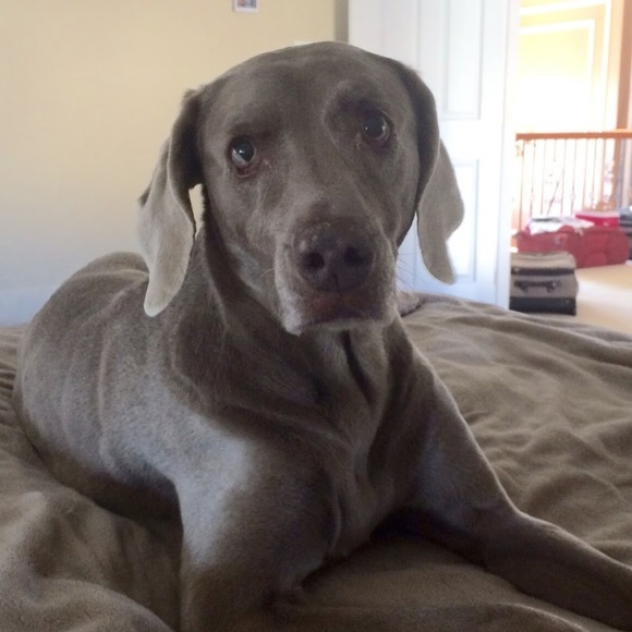 Profile Picture of Nicholas Zinni jr (@nzinnijr) on Poshmark