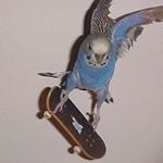 Profile Picture of Chris (@chris_holub) on Instagram