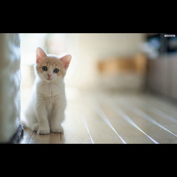 Profile Picture of Shayleah Bauries (@shaylovex3) on Poshmark