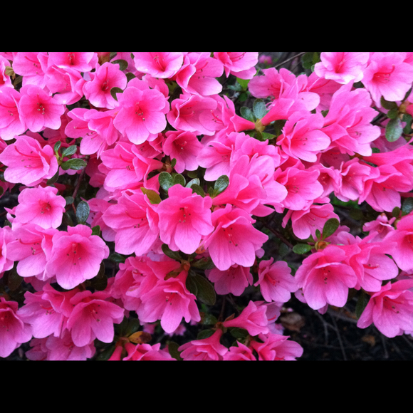 Profile Picture of Erin Tobin (@tigertanic) on Poshmark