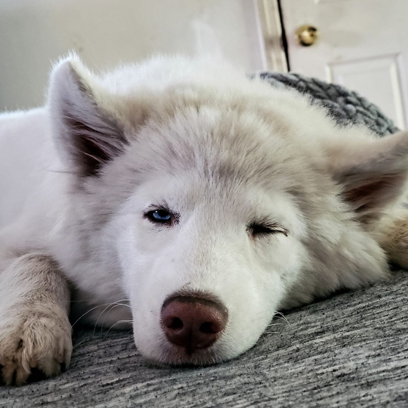 Profile Picture of Kyle Hobson (@t7emonic) on Poshmark