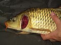 Profile Picture of Gill - Wikipediaon Wikipedia