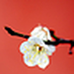 Profile Picture of Vu Anh Hai (@Vu Anh Hai) on Flickr