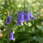 Profile Picture of Sue Beesley (@sue.beesley) on Instagram