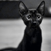 Profile Picture of Wayne Lin (@aquawayne) on Youtube