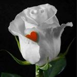 Profile Picture of Maxine Yates (@whiterose4u62) on Instagram