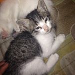 Profile Picture of Randy Garcia (@gishmaelpot) on Instagram