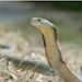 Profile Picture of David Veltman (@davidv3317) on Pinterest