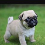 Profile Picture of Shontae Nicole Lee Jones (@shontaenicolelee.jones) on Instagram