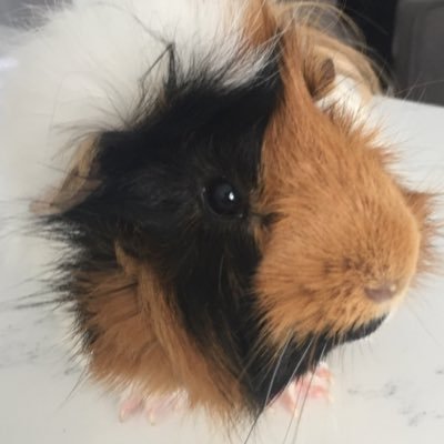 Profile Picture of Adam Ingraham (@AdamIngraham4) on Twitter