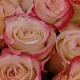 Profile Picture of Jasmine Summer (@angelalanway123) on Pinterest