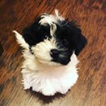 Profile Picture of Buddy Lafayette Rochambeau (@buddylafayetterochambeau) on Instagram
