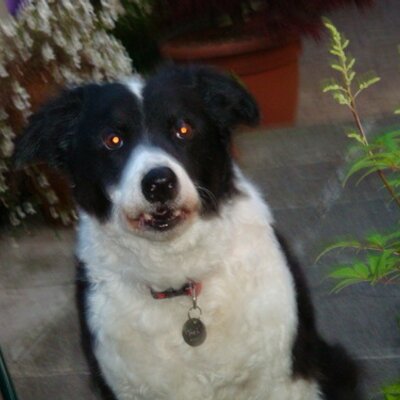 Profile Picture of Sylvia Shearer (@purdy888) on Twitter