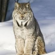 Profile Picture of Aaron Tousley (@aarontousley6180) on Youtube