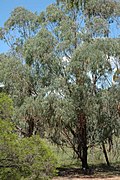 Profile Picture of Eucalyptus kartzoffianaon Wikipedia