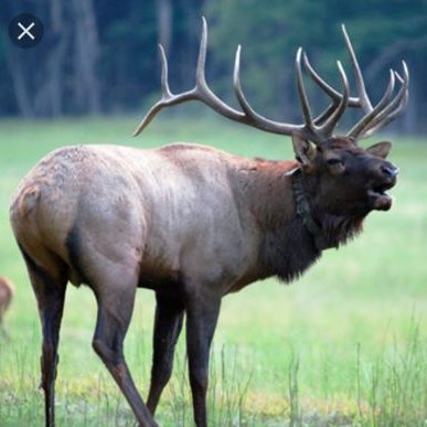 Profile Picture of Dr. Mittens (elk) (@oOBlitzkriegJoe) on Twitter
