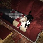 Michelle Ludlow - Instagram Profile Picture of Michelle Ludlow (@ludlow303) on Instagram