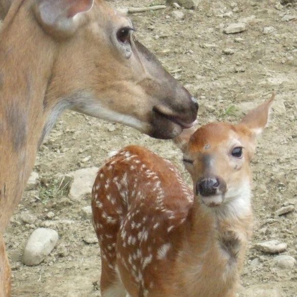 Profile Picture of Kim Graves (@daisymaesfarm) on Poshmark