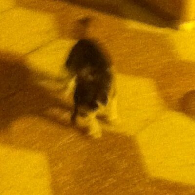 Profile Picture of Abdulrhaman Swedin (@ASwedin) on Twitter