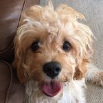 Profile Picture of Sam Fiddler (@walkies_with_alfie) on Instagram