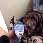 Profile Picture of brooke_the_pointer (@brooke_the_pointer) on Instagram