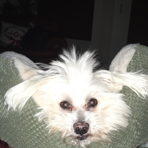 Profile Picture of Thomas Amabile (@thomdonuts) on Poshmark