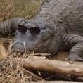 Profile Picture of Lizard Jim (@Lizard_Jim8) on Twitter