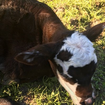 Profile Picture of Bob O'Dell (@BobODell15) on Twitter