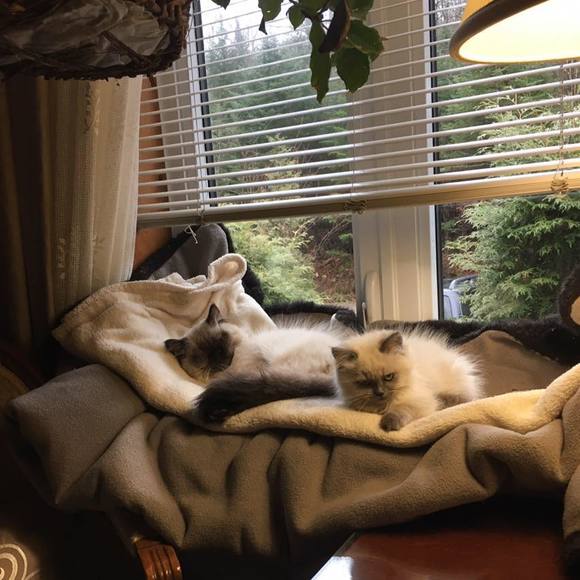 Profile Picture of Lise Rochefort (@liserochefort) on Poshmark