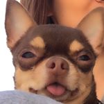 Profile Picture of İzmir Chihuahua REX (@chihuahuaizmir) on Instagram