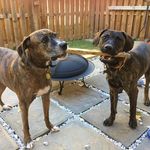 Profile Picture of Dixie & Duncan DeSandre (@dixieandduncan) on Instagram