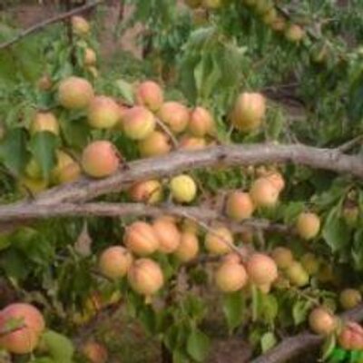 Profile Picture of Zahir Shah Khan (@KhanZahirshah4) on Twitter