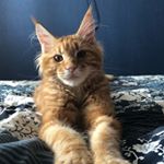 Profile Picture of Tommy (@_tommy_maine_coon) on Instagram