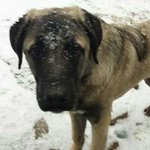 Laura Crowther-Hanberg - Instagram Profile Picture of Laura Crowther-Hanberg (@crowtherhanberg) on Instagram