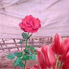 Profile Picture of Chakris Chakris (@chakrischakris) on Tiktok