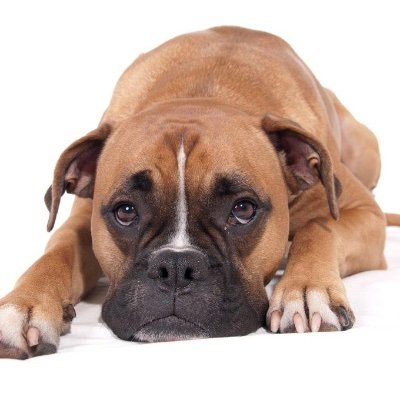 Profile Picture of Kristine Craig (@kriscraig32766) on Twitter