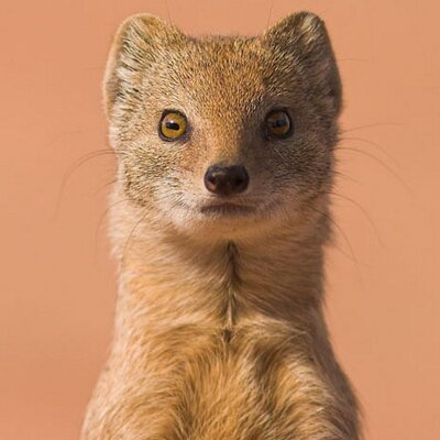 Profile Picture of Seth Markman (@tunasweasel) on Twitter