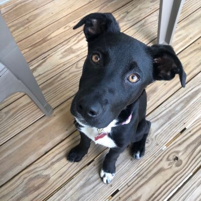 Devin Goldsmith - Twitter Profile Picture of Devin Goldsmith (@DevinGoldsmith4) on Twitter