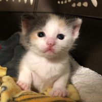 Profile Picture of MacShepard (@macshepard) on Tiktok