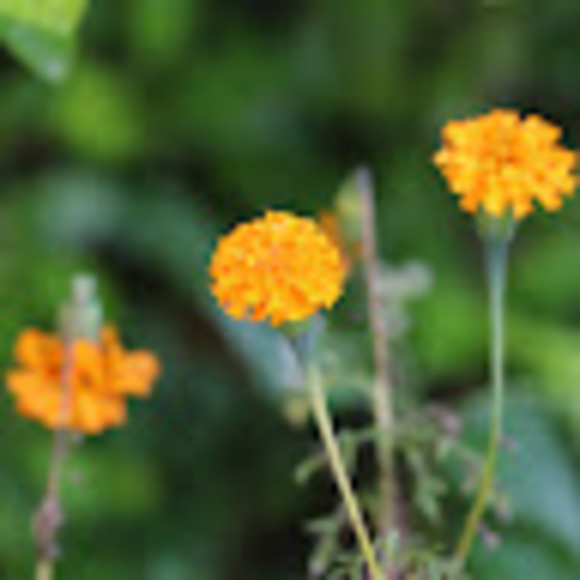 Profile Picture of Jaclyn Deconti (@jackiedeconti7) on Poshmark